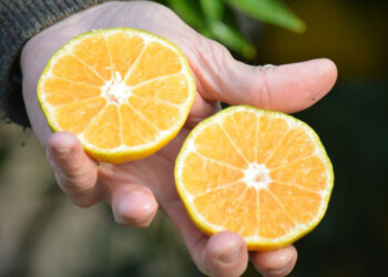 Mandarinas sin semillas, más cerca gracias a la biotecnología