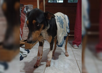 Piden colaboración y tránsito urgente para “Negro”