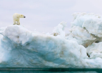 El Ártico perdería todo su hielo durante verano en los próximos 10 años