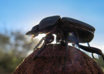 Escarabajos para detectar disturbios ambientales