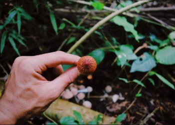 Una cooperativa recolectora de hongos silvestres
