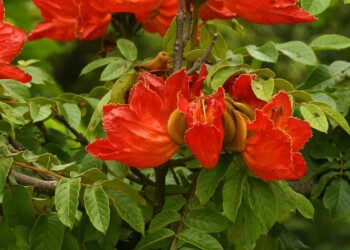 Ecosanación: llama del bosque y raíces profundas