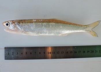 Peces del río Paraná: Lycengraulis grossidens