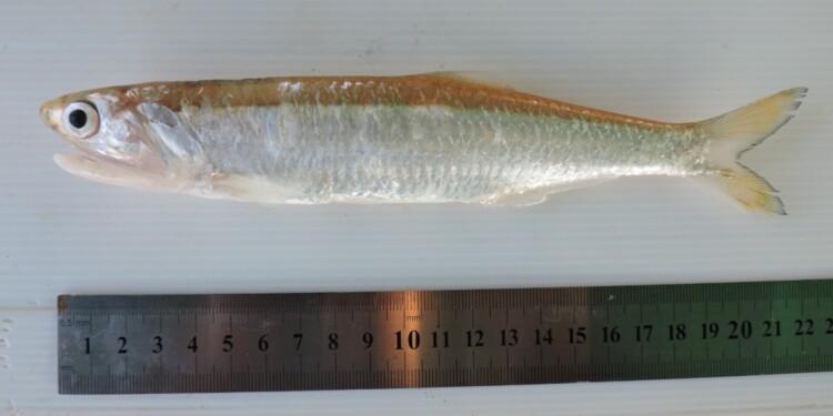 Anchoa de río / Foto gentileza Danilo R. Aichino