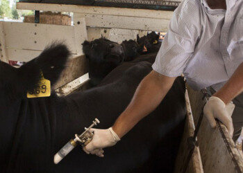 Se mantiene stock bovino y esperan aumentar los porcentajes de destete