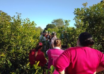 Capacitación sobre yerbales sustentables  en Colonia Esmeralda