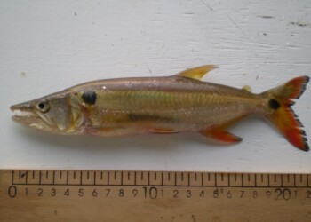 Peces del río Paraná: dientudo paraguayo