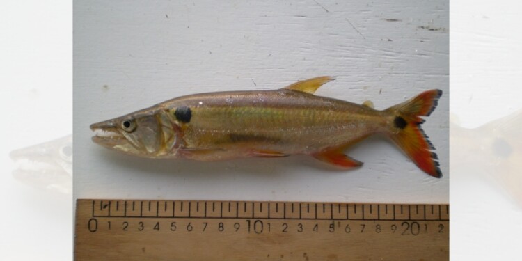 Dientudo o Doradillo paraguayo /Foto gentileza Danilo R. Aichino