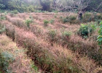 Montecarlo: “El laberinto natural está perdido”