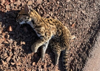 Otro felino muerto en rutas misioneras