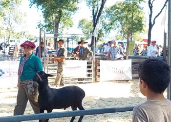 La supremacía de la raza Santa Inés criada en pastos nativos de Misiones