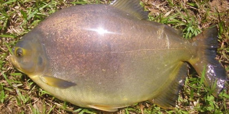 Piaractus mesopotamicus , conocido vulgarmente como pacú/ Foto gentileza Danilo R. Aichino