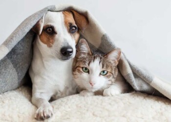 Mascotas: ¿Cómo protegerlas del frío?