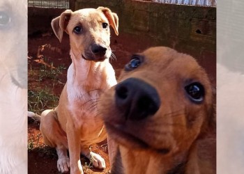 Campaña para que los perros de El Refugio pasen un invierno cálido