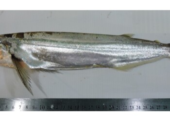 Peces del río Paraná: Rhaphiodon vulpinus