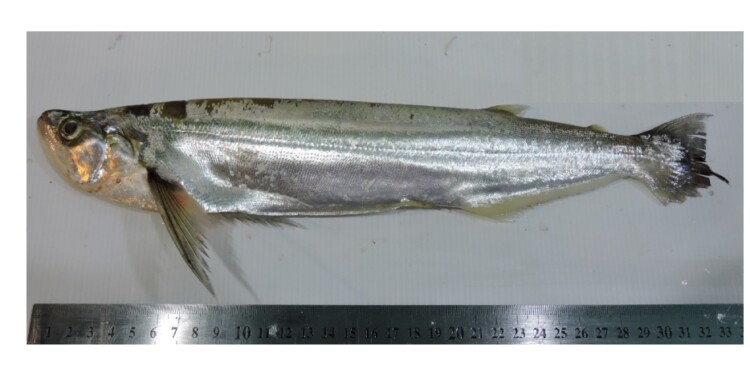 Rhaphiodon vulpinus/ Foto gentileza Danilo R. Aichino