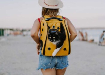 Técnicas para lograr que los gatos disfruten del aire libre sin perderse