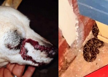 Tensión en Garupá por una yarará que mordió a un perro