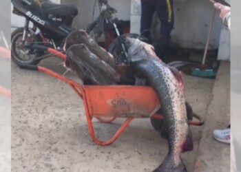 Ambientalista denuncia depredación en el río Paraná