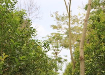 Cerdá: “El INYM tiene un enorme potencial para avanzar con yerbales agroecológicos”