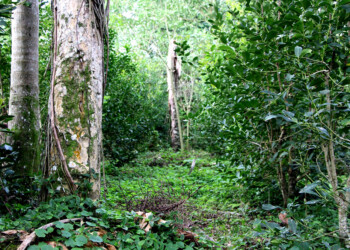 Rentabilidad con mínimos costos en yerbal agroecológico