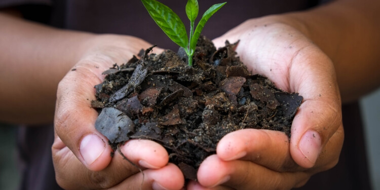 hands holding young plant.