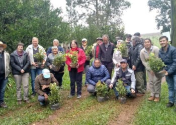 Capacitación  del INYM  sobre árboles en el yerbal
