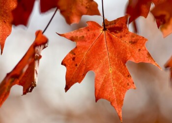 Invierno a puro marrón