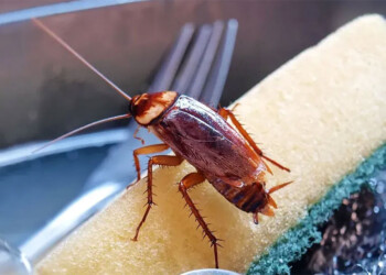 Malditas cucarachas: aquí una fórmula que podría eliminarlas