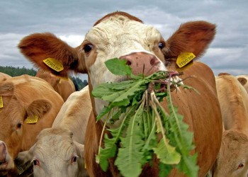 Cómo prevenir intoxicaciones con nitratos en casos de déficit hídrico