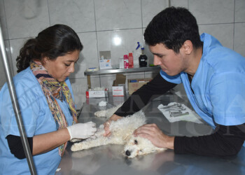Nuevas instalaciones y recursos para la atención de las mascotas