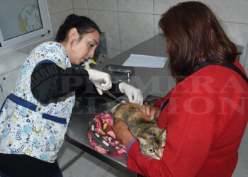 Nuevas instalaciones y recursos para la atención de las mascotas