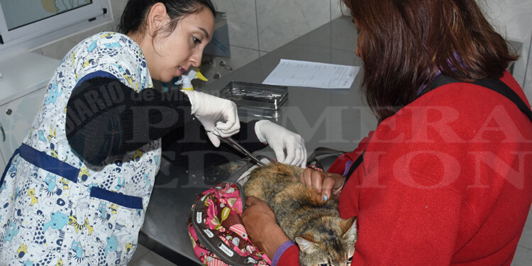 EN ACCIÓN. Los profesionales del IMuSA permitieron presenciar el trabajo en la nueva zona de quirófanos.