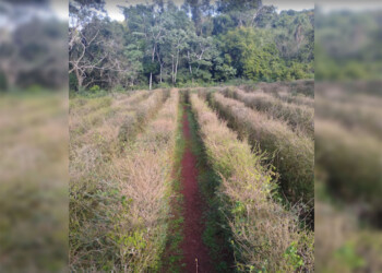 Montecarlo: “Por un descuido y las hormigas, el laberinto se perdió”