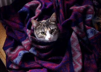 Con temperaturas de un dígito, “mascotas pueden sufrir estrés”