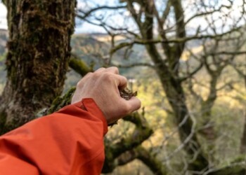 Agárrate de tu rama