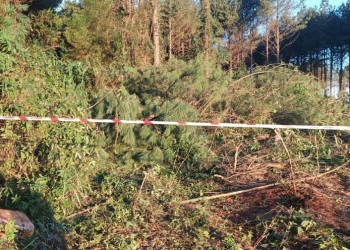 Un motosierrista falleció cuando trabajaba en un pinar de San Ignacio