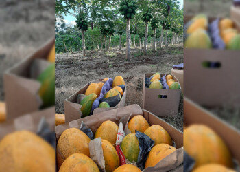 Produce mamón e investiga qué variedad se adapta mejor a Misiones