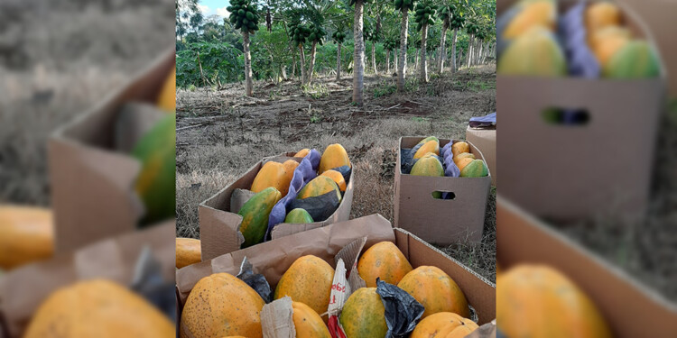 MAMÓN. Misiones es la principal productora de esta fruta en el país.