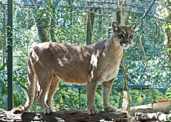 A pesar de la intensa búsqueda, continúa suelta la puma en Iguazú
