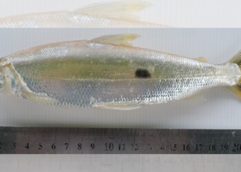 Peces del río Paraná: Hemiodus orthonops