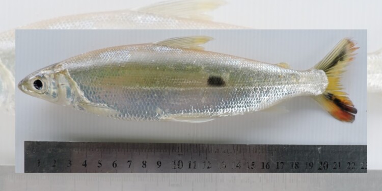 Sardina de río/ foto gentileza Danilo R. Aichino