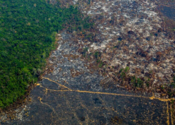La deforestación arrasa con las áreas de selva virgen de la Amazonía