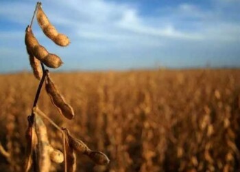 Sequía: todo el país en emergencia, a excepción de CABA y Tierra del Fuego