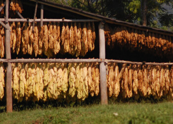 Tras una preocupante campaña, Misiones ya proyecta el acopio de tabaco 2024