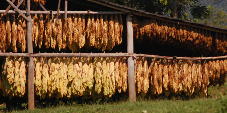 FIN DE UNA CAMPAÑA LAMENTABLE. Productores aspiran a barajar y dar de nuevo para el año entrante.