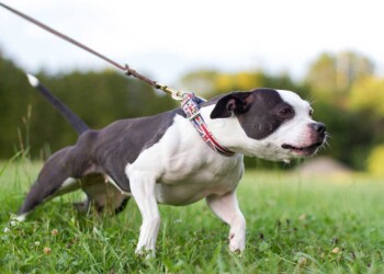 Al otro extremo de la correa