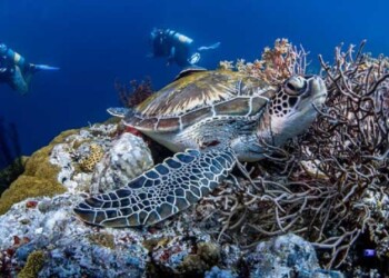Una decena de curiosidades en el Día Mundial de las Tortugas Marinas