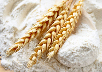 Pan transgénico: la población argentina es la primera en el mundo en consumir trigo HB4