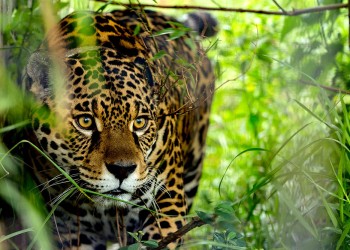 En la selva misionera hay una población estable de 93 yaguaretés en promedio